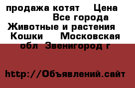 продажа котят  › Цена ­ 15 000 - Все города Животные и растения » Кошки   . Московская обл.,Звенигород г.